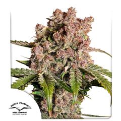 Auto Strawberry Soda, Фасовка: 3